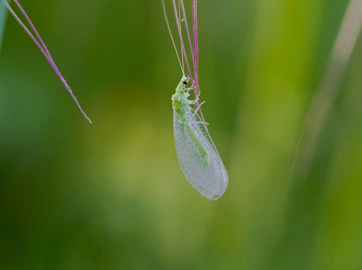 Chrysopidae sp.